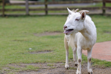 ヤギのポートレート