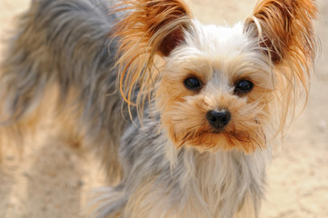 ヨークシャーテリア