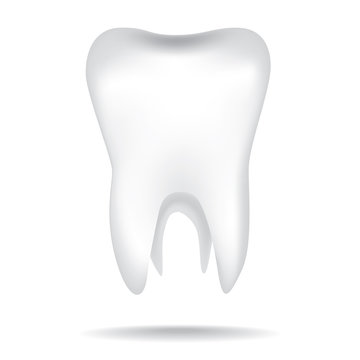 isolated white illustrations of the human tooth