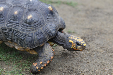 ケヅメリクガメ