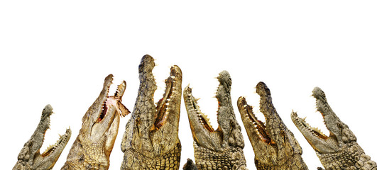 Obraz premium Aligatory z otwartymi kolumnami