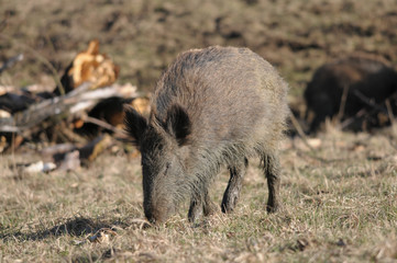 Rotte