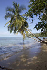 Palm trees - Cahuita NP
