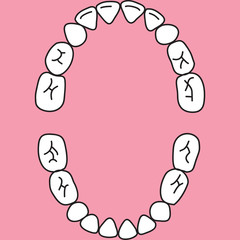Baby teeth1