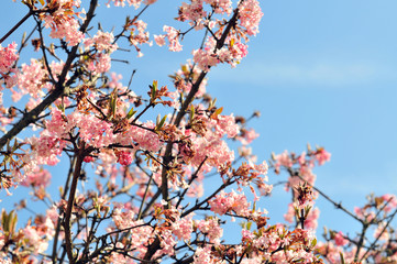 die Natur erwacht - es ist Frühling - Zweige mit blauem Himmel