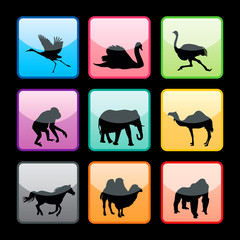 Wild animals buttons set