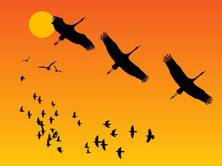 Group of birds on sunset, vector illustratio