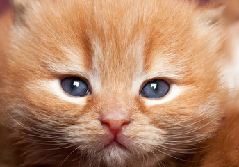 portrait of redhead kitten with blue eyes