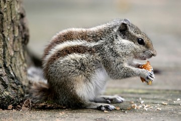 Three-striped Palm Squirrel