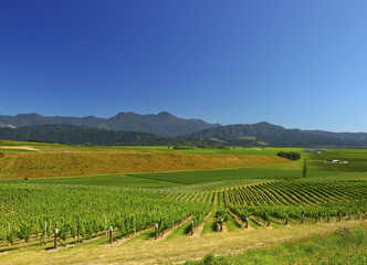 Fototapeta na wymiar Nowa Zelandia Winnica