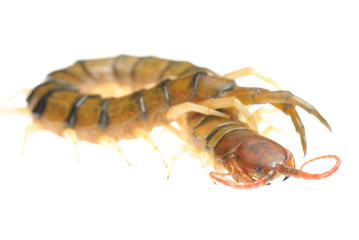 poison animal centipede