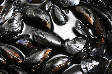 Mussels