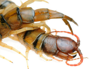 poison animal centipede