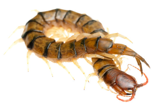 poison animal centipede