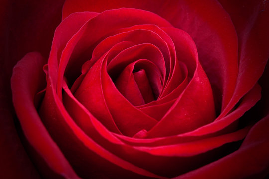 Amazing closeup shot of red rose