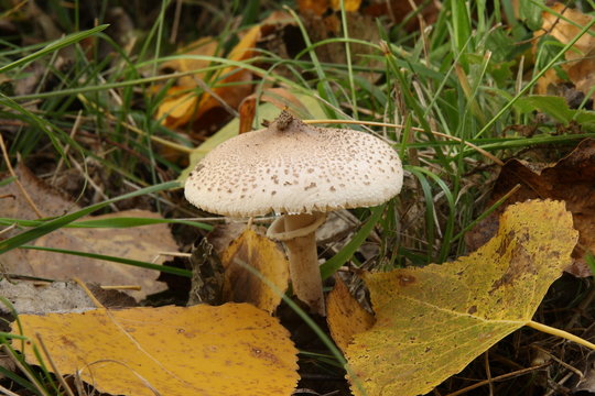Lepiota en chopera.