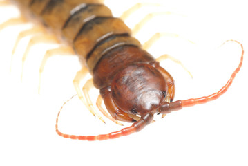 poison animal centipede