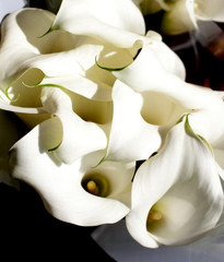 fleur d'Arum
