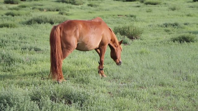 Cheval en Mongolie