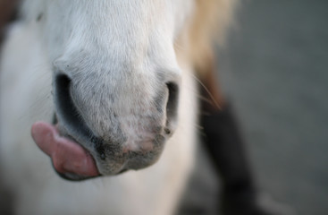white horse tongue - 31002941
