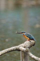 カワセミの食事