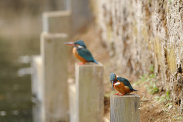 ペレットを吐き出す翡翠