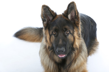 beautiful portrait of the german shepherd