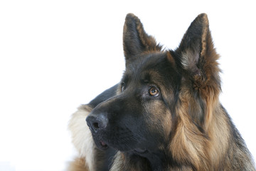 berger allemand au regard interrogatif