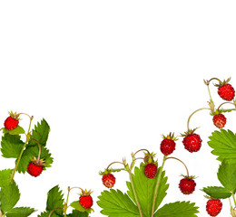 wild strawberry with leaves half frame