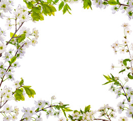 Fototapeta na wymiar cherry-tree kwiaty pojedyncze ramki