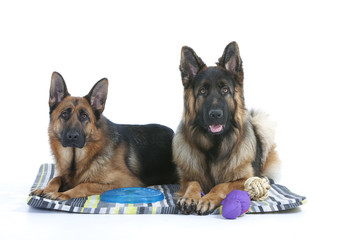 deux chiens allongés côte à côte