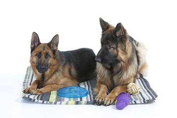 two german sheperd together