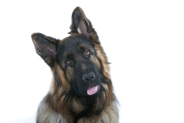 Deutsche Schäferhund Porträt