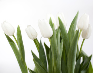 Obraz na płótnie Canvas les tulipes