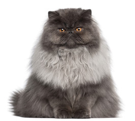 Persian cat, 8 months old, sitting in front of white background