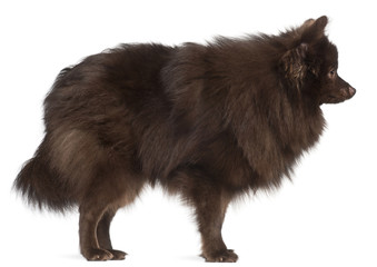 Profile of brown spitz standing in front of white background