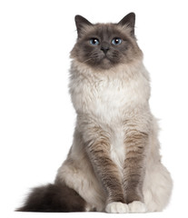 Birman cat, 2 and a half years old, sitting