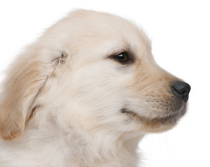 Close-up of Golden Retriever puppy, 20 weeks old