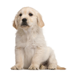 Golden Retriever puppy, 20 weeks old, sitting