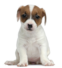 Jack Russell Terrier puppy, 7 weeks old, sitting