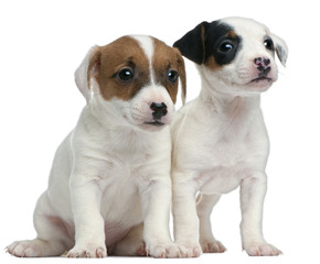 Jack Russell Terrier puppies, 7 weeks old, sitting