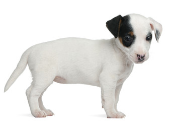 Jack Russell Terrier puppy, 7 weeks old, standing