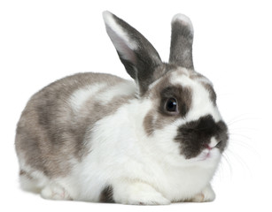 Rabbit in front of white background