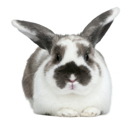 Rabbit in front of white background