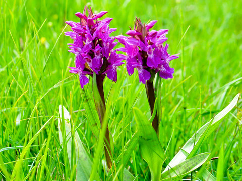 Early Purple Orchid