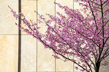 Kirschblüte