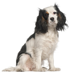 Cavalier King Charles Spaniel, 16 months old, sitting