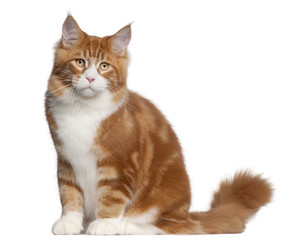 Fototapeta premium Maine Coon cat, 6 months old, sitting in front of white backgrou