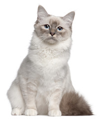 Birman cat, 9 months old, sitting in front of white background