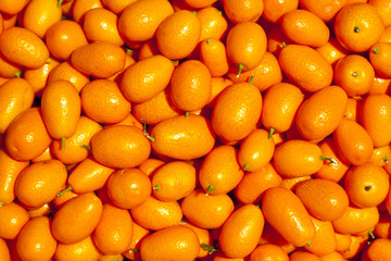 Genetically modified mandarins